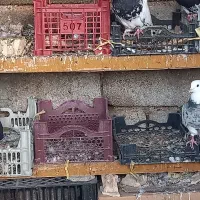 شیبان|پرنده|باوی, |دیوار