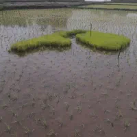 توم هاشمی اصلاح شده