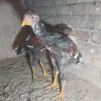 جوجه لاری هشت ماه|حیوانات مزرعه|بوکان, |دیوار