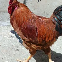 خروس جوانن