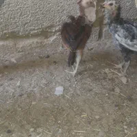 فیلم خروس و جوجه