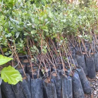 نهاع پسته درشت|خدمات باغبانی و درختکاری|فلاورجان, |دیوار