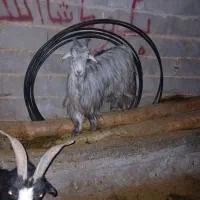 بز چاق جوان|حیوانات مزرعه|مرودشت, دولت آباد|دیوار