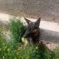 فروش سگ ژرمن ورک