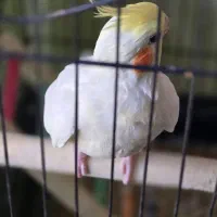 یک جفت عروس هلندی بادقفس|پرنده|تهران, بوستان چیتگر|دیوار