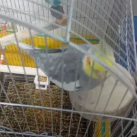 عروس هلندی نر|پرنده|اسلامآباد غرب, |دیوار