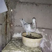 کبوتر|پرنده|ابهر, |دیوار