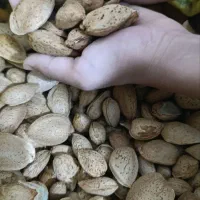 بادام سنگی
