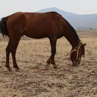 3 راس اسب جوان مادیون و نریان