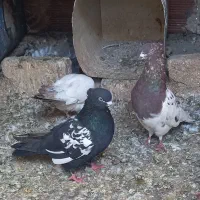 تعدادی،کبوتر گرفته شده