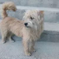 سگ پاکوتاه