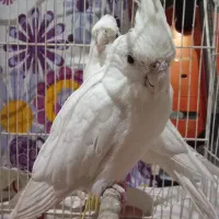 عروس هلندی البینو