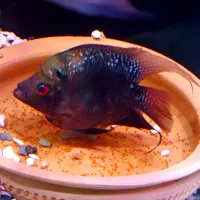 ماهی فلاور ماده