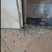 سمپاشی منزل با 30سال سابقه|خدمات نظافت|ورامین, ورامین|دیوار