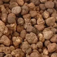 دنبل کوهی تازه