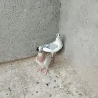 کبوتر|حیوانات|سبزوار, چهارراه فرودگاه|دیوار