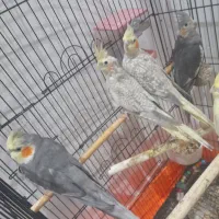 جوجه عروس هلندی|پرنده|تهران, جوادیه تهرانپارس|دیوار