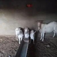 نربز سانن و بز و بزغاله سانن|حیوانات مزرعه|قائن, |دیوار