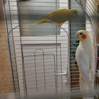 عروس هلندی لوتینو