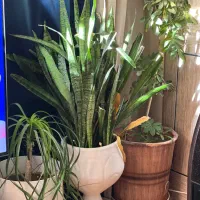 گل و گیاه|گل و گیاه طبیعی|شیراز, کوشک میدان|دیوار