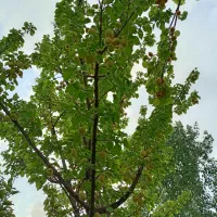 باغ میوه|فروش زمین و ملک کلنگی|مشهد, تبادکان|دیوار