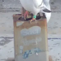 اسباب بازی|اسباب‌بازی بچه|تربت‌حیدریه, ده پائین|دیوار