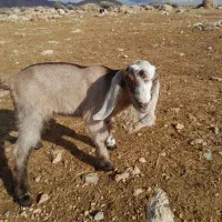 کهره شیری،نر و ماده