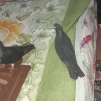 سلام