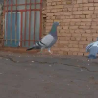 دوتا آلمانی فروشی جفت نر