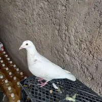 کفتر|پرنده|شیراز, شهرک مطهری|دیوار