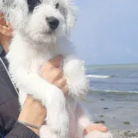 واگذاری سگ شیتزو