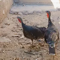 بوقلمون