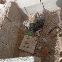 خروس|حیوانات مزرعه|نی‌ریز, |دیوار