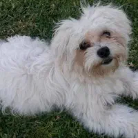 سگ گم شده مژگانی به یابنده8تومن|سگ|کرمان, |دیوار