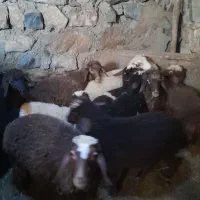 بره‌برای‌فروش