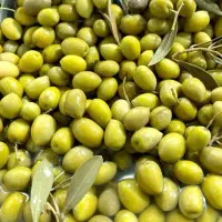 فروشندگی زیتون فروشی