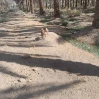 دوعدد گوسفند پاکستانی با کهره