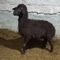 گوسفند بره ماده افشار