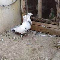 کبوتر دمبی