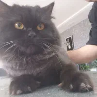 گربه پرشین ماده