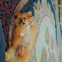 پامر روباهی عروسکی|سگ|رشت, دیانتی|دیوار