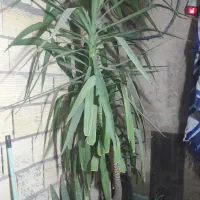 گل نخل زینتی