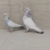 کبوتر سینه ابی