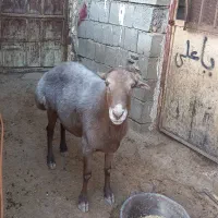 گوسفند ورن چینی