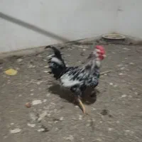 خروس گلین جوان پنگوئنی