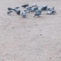 کفتر|پرنده|بیرجند, |دیوار