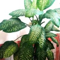 گل دیفن طبیعی