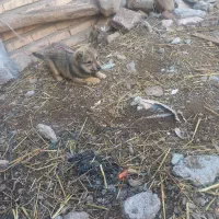 واگذاری سگ پاکوتاه