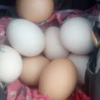 تخم مرغ محلی زیر مرغی