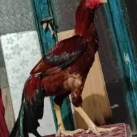 خروس لاری